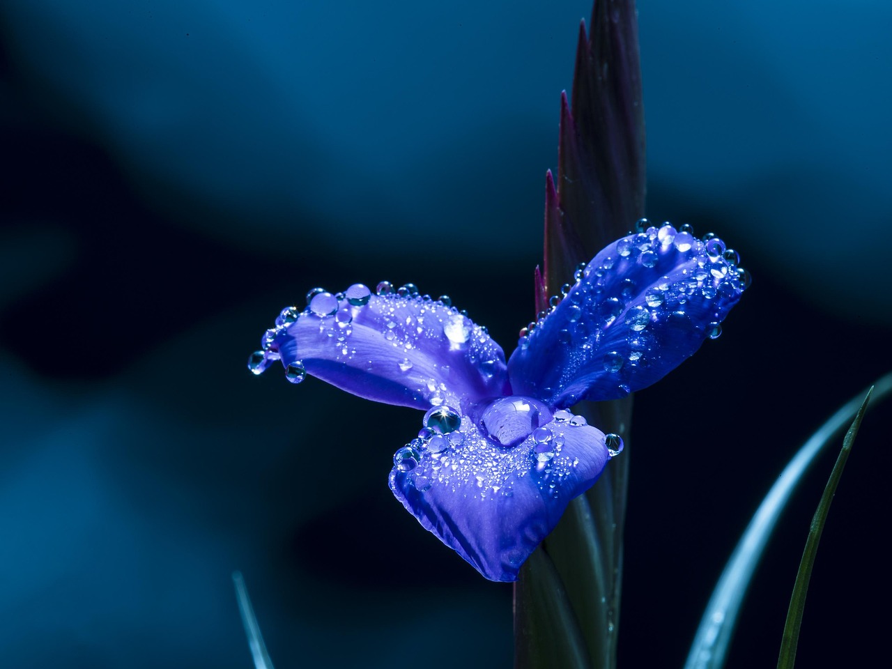 blue-flower-5158746_12