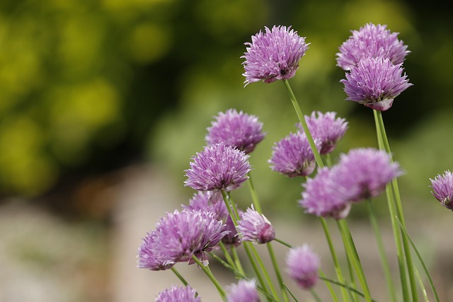 chives-7190959_640