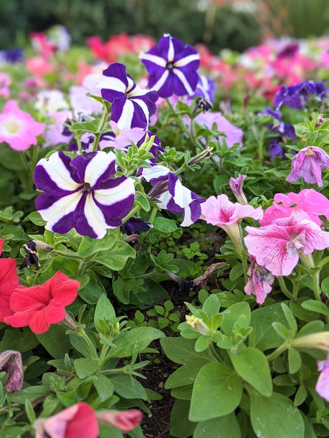 petunias-5852421